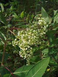 Image result for Vincetoxicum stenolobum