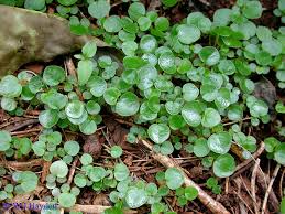 Image result for Peperomia molleri