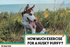 While there is controversy as to how pure the lineage is, siberian huskies are widely believed to be the closest to the original. How Much Exercise Does A Husky Puppy Need Faq Guide My Happy Husky