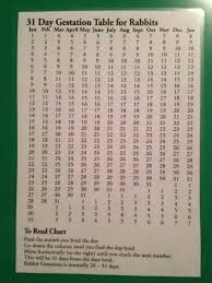 Gestation Calculator Rabbit Farm Duck Or Rabbit Gestation Calculator