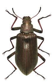 Image result for Erythrocephalum decipiens