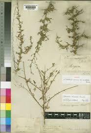 Image result for Crotalaria spinosa