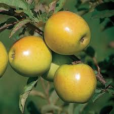 Many of the spruce pine trees are used for lumber, paper, pitch, and medicinal purposes. Goldrush Apple Apple Trees Stark Bro S
