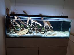 The rio negro is one of the amazon's largest tributaries. 125 Liter Rio Negro Zufluss Biotop Flowgrow