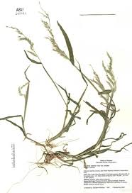 Image result for Eriochloa