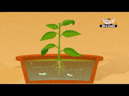 Learn About Plants In Hindi Photosynthesis Youtube