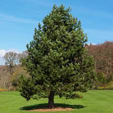 Austrian Pine Trees For Sale – Fastgrowingtrees.com