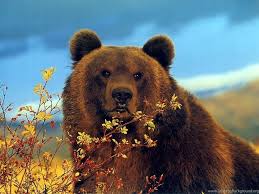 Shop by subject, style, room, best sellers & more. Brown Bear Wallpapers Top Free Brown Bear Backgrounds Wallpaperaccess
