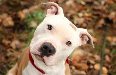 Halk Arasinda Korkutucu Bir Une Sahip Pitbull Lara Dair Gayet Masum 11 Sey Pitbull Kopek Korkutucu