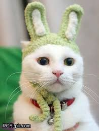 Funny Cat Rabbit Easter Cats Funny Cat Pictures Kittens Cutest