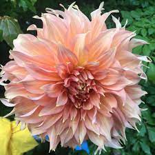 Pin On Dahlias