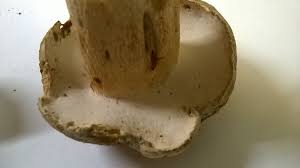 Image result for Boletus variipes