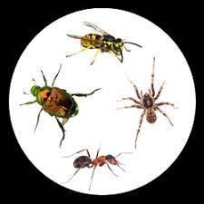 Maybe you would like to learn more about one of these? Pest Control Tualatin The Killers Pest Control