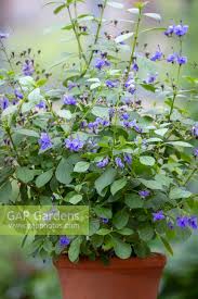 Image result for Rotheca myricoides