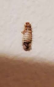 It only takes them about a week to go through the if there are massive numbers of flies outdoors in the area where you live (perhaps due to an adjacent. Pest Identification Photos Pest Control Canada