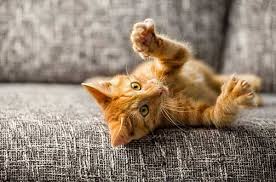Cats have a need to scratch. Why Does My Cat Scratch The Wall 10 Reasons Tips To Stop This Behavior