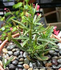 Image result for Kalanchoe lanceolata