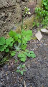 Image result for Arabidopsis
