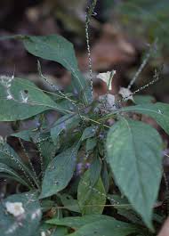 Image result for Elytraria