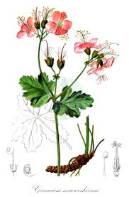 Image result for Geraniaceae