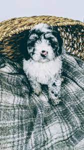 Sheepadoodle prices fluctuate based on many factors. Diesel A Male Mini Sheepadoodle Puppy For Sale In Sugarcreek Ohio Find Cute Mini Sheepadoodle Puppies And Sheepadoodle Puppy Sheepadoodle Puppies For Sale