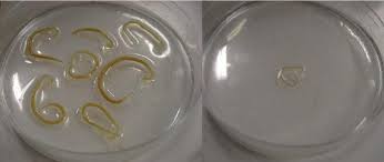 Image result for Emilia decipiens