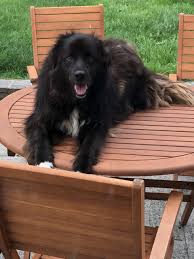 It is the only native breed of the country and known to be very intelligent, funny and outgoing. Found Black Long Haired Dog Wlr