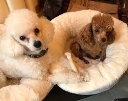 Check spelling or type a new query. Poodle Rescue Connecticut Inc Home Facebook