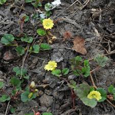 Image result for Merremia emarginata