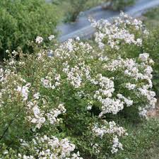 Dwarf crepe myrtle varieties australia. Infinitini White Crapemyrtle Lagerstroemia Indica Proven Winners