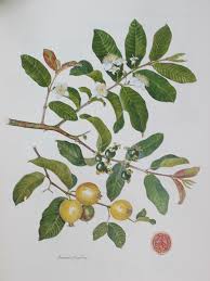 Image result for Psidium guajava