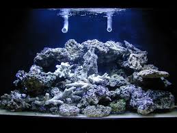 Keep up with aquascaping tips, aquascaping tutorial, aquascaping aquarium, aquascape design top 15 aquascaping blogs. Simple And Effective Guide On Reef Aquascaping Reef Builders The Reef And Saltwater Aquarium Blog