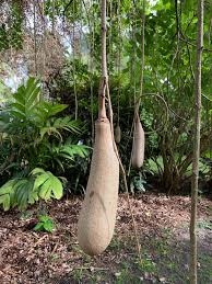 Image result for Kigelia africana