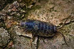 Image result for Ypsilopus liae