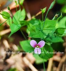 Image result for Canscora diffusa