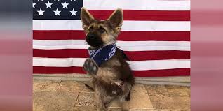 It would be a great option in case you can't find suitable german shepherd breeders in arizona. German Shepherd With Rare Genetic Condition Will Remain A Puppy His Entire Life