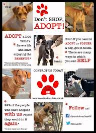 Spanish Stray Dogs Uk Dog Adoption Dog Love Dogs