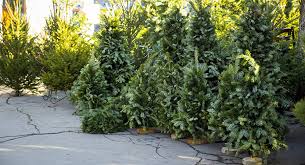 Luna decembrie este cea mai frumoasa si cea mai asteptata luna din an, in primul rand pentru ca este luna in care primim cadouri de la cei dragi si le oferim la randul nostrum si noi cadouri, insa si pentru ca este luna sarbatorilor de. Cat Vor Costa Brazii Naturali In Acest An PrecizÄƒri De La AgenÈ›ia Moldsilva