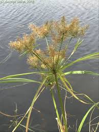 Image result for Cyperus costatus