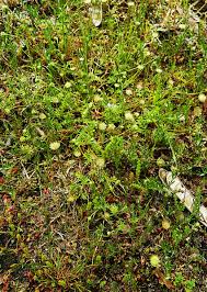 Image result for Cotula australis