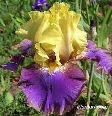 Jurassic Park Tall Bearded Iris Iris Flowers Flowers Perennials Bonsai Flower