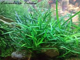 Image result for Eriocaulon africanum