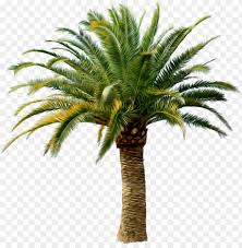 We did not find results for: Date Palm Tree Png Image With Transparent Background Toppng