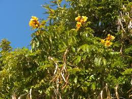 Image result for Markhamia lutea