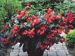 Image result for Begonia