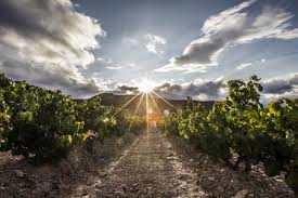 Una semplice ricerca su google. No Cosechar Almacenar O Fabricar Gel Hidroalcoholico Las Soluciones Para La Crisis Del Vino En Una Espana Sin Bares Ni Turismo
