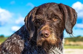 While earlier versions of the breed originated during the 17th century, the modern german shorthaired pointer was developed in germany during the mid to late 19th century for use as a multipurpose hunting dog. German Wirehaired Pointer Description Energy Level Health And Interesting Facts