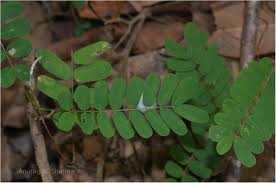 Image result for Abrus melanospermus