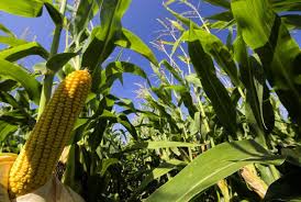 Genetically modified crops may be a solution to hunger - why there is scepticism in Africa