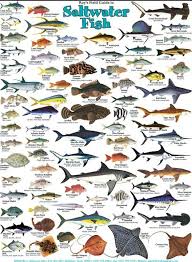 Types Of Salt Water Fish Www Facebook Com Groups